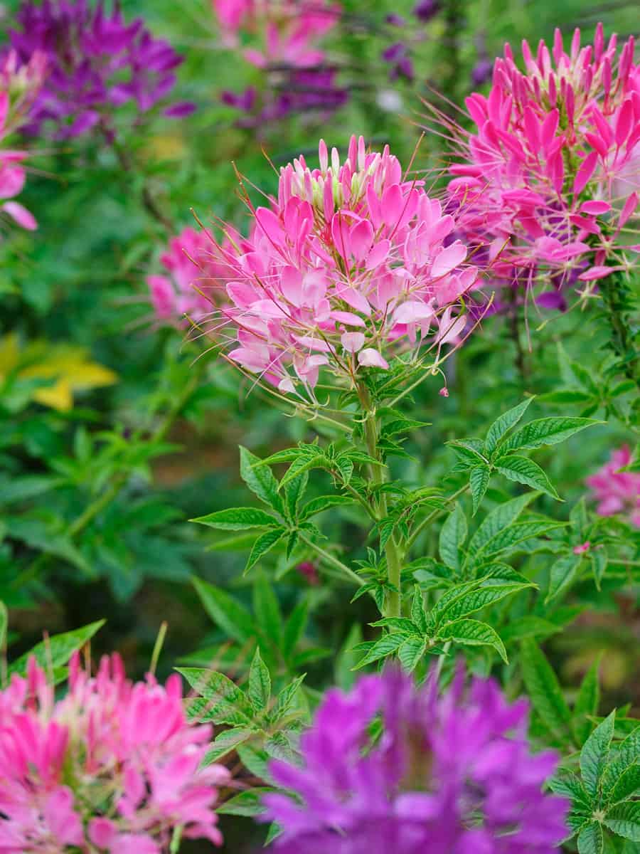 Gorgeous pink and purple Cleome flowers 