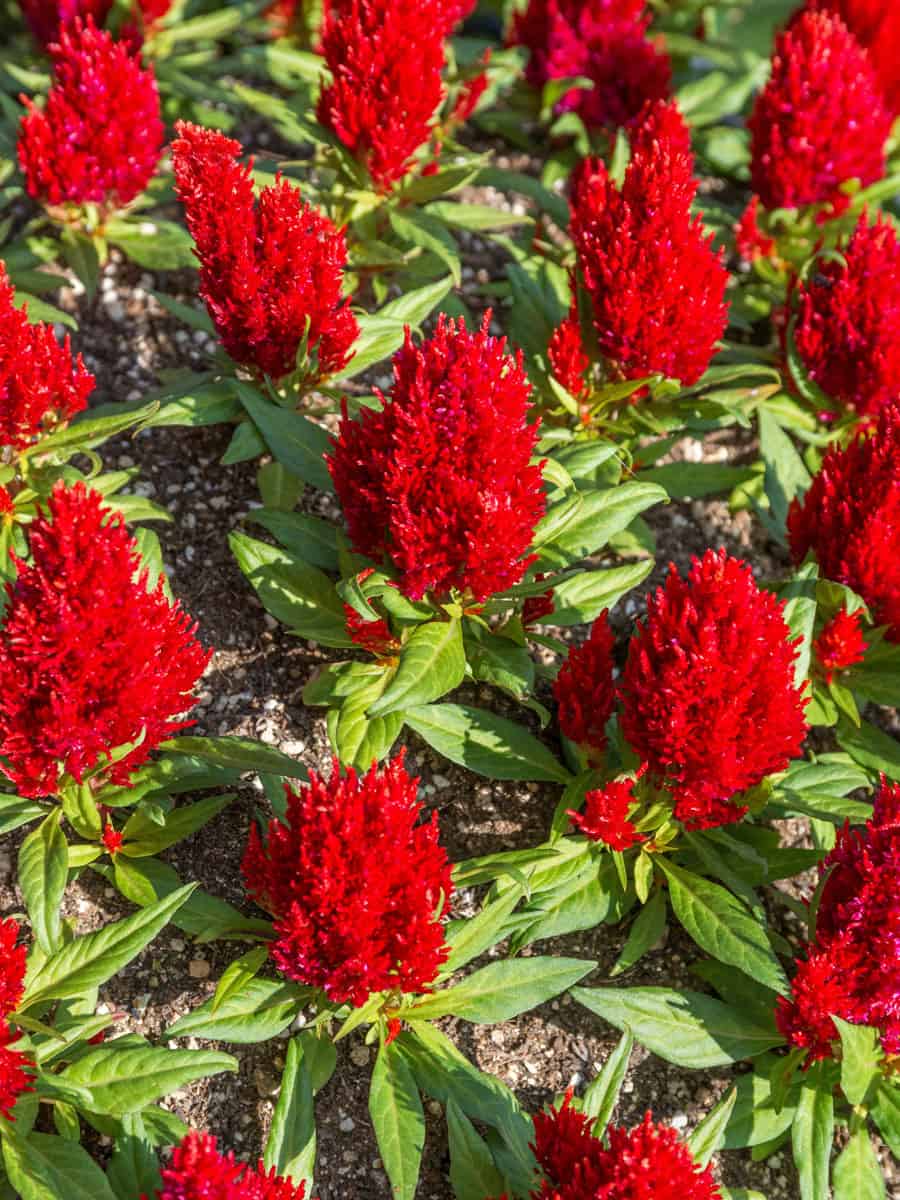 Gorgeous blooming bright red flowers of a Cockscomb flower