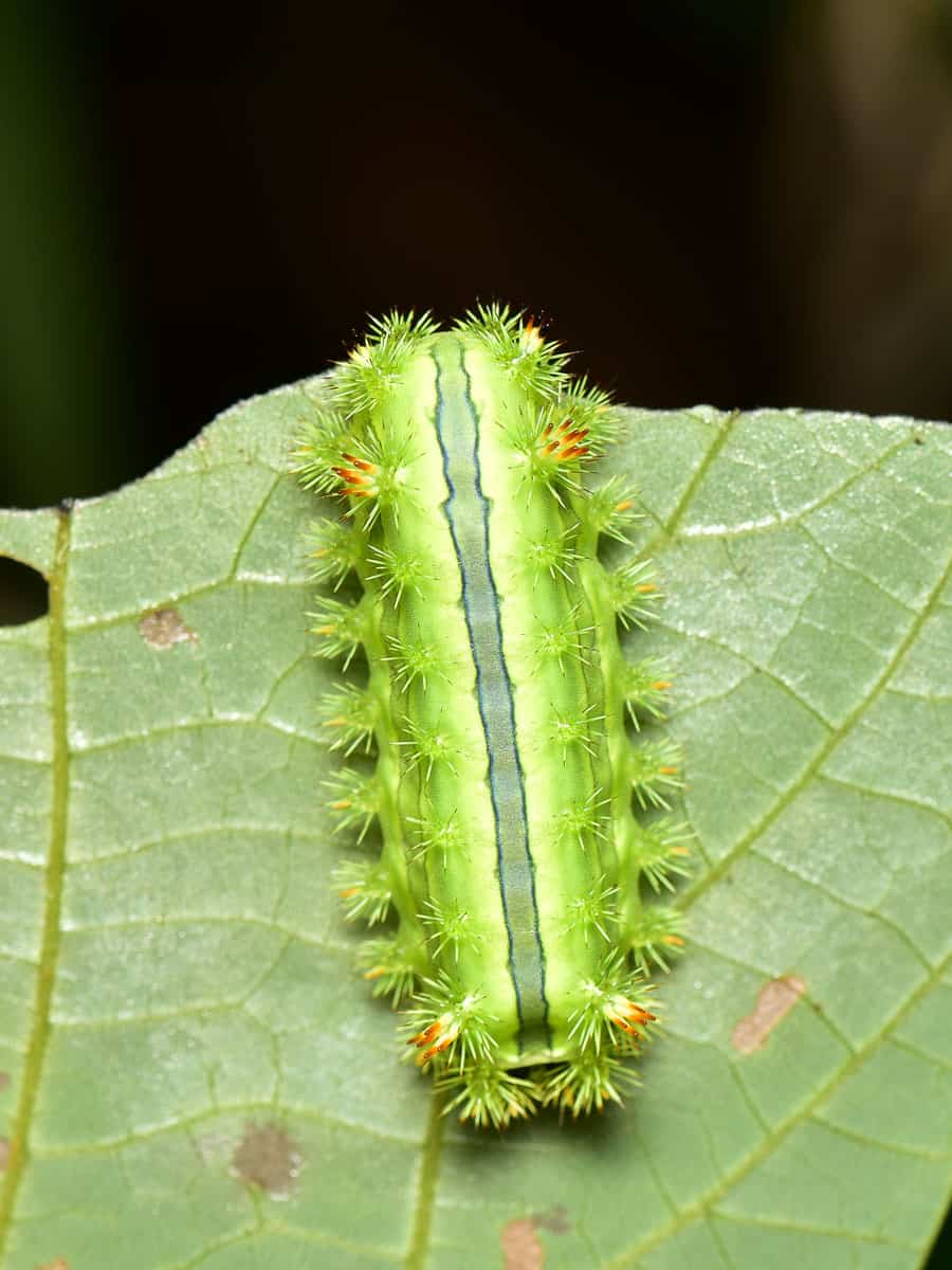 Up close photo of a green Nettle Caterpillar