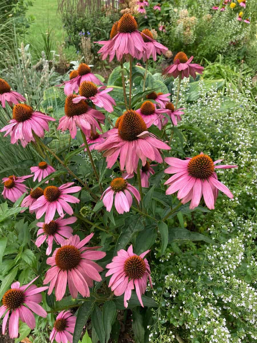 Bright pink blooming petals of a coneflower plant
