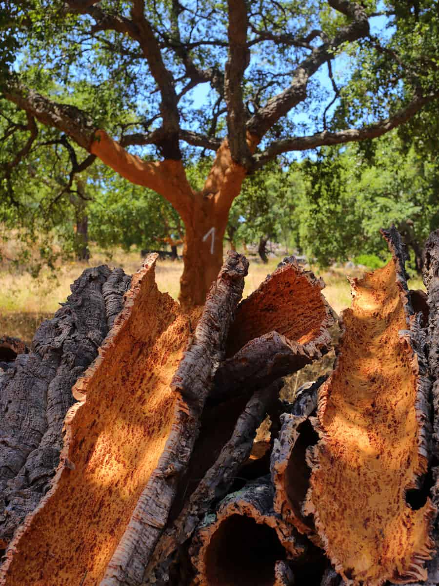 Several cork oaks on the roadside in Tuscany in summer
