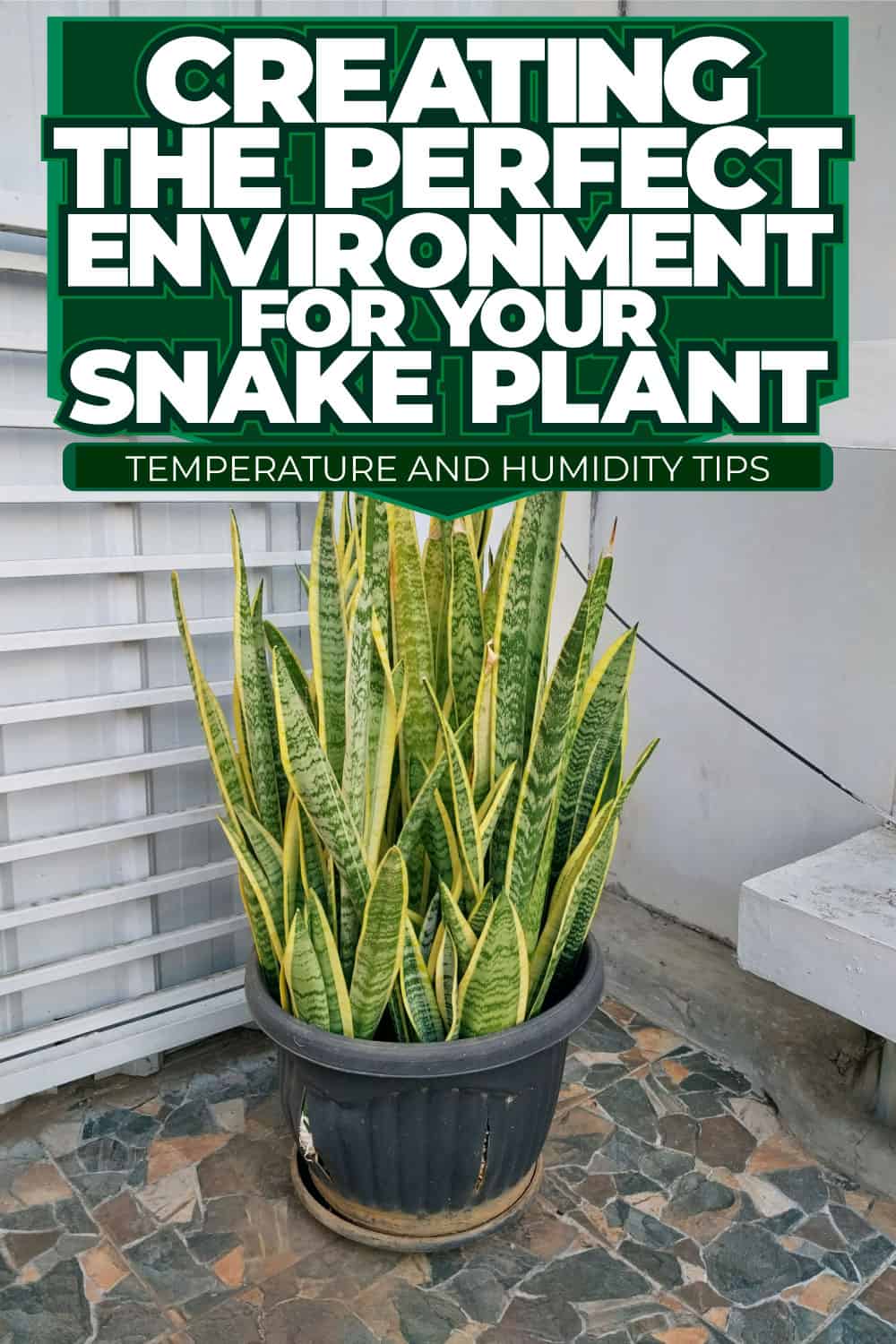 Creating the Perfect Environment for Your Snake Plant: Temperature and Humidity Tips
