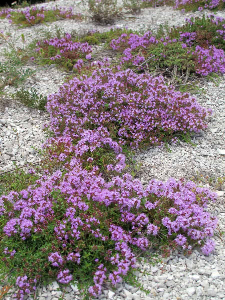 Breckland thyme, wild thyme on the stone wall. Decorative path with natural stone. The garden composition.