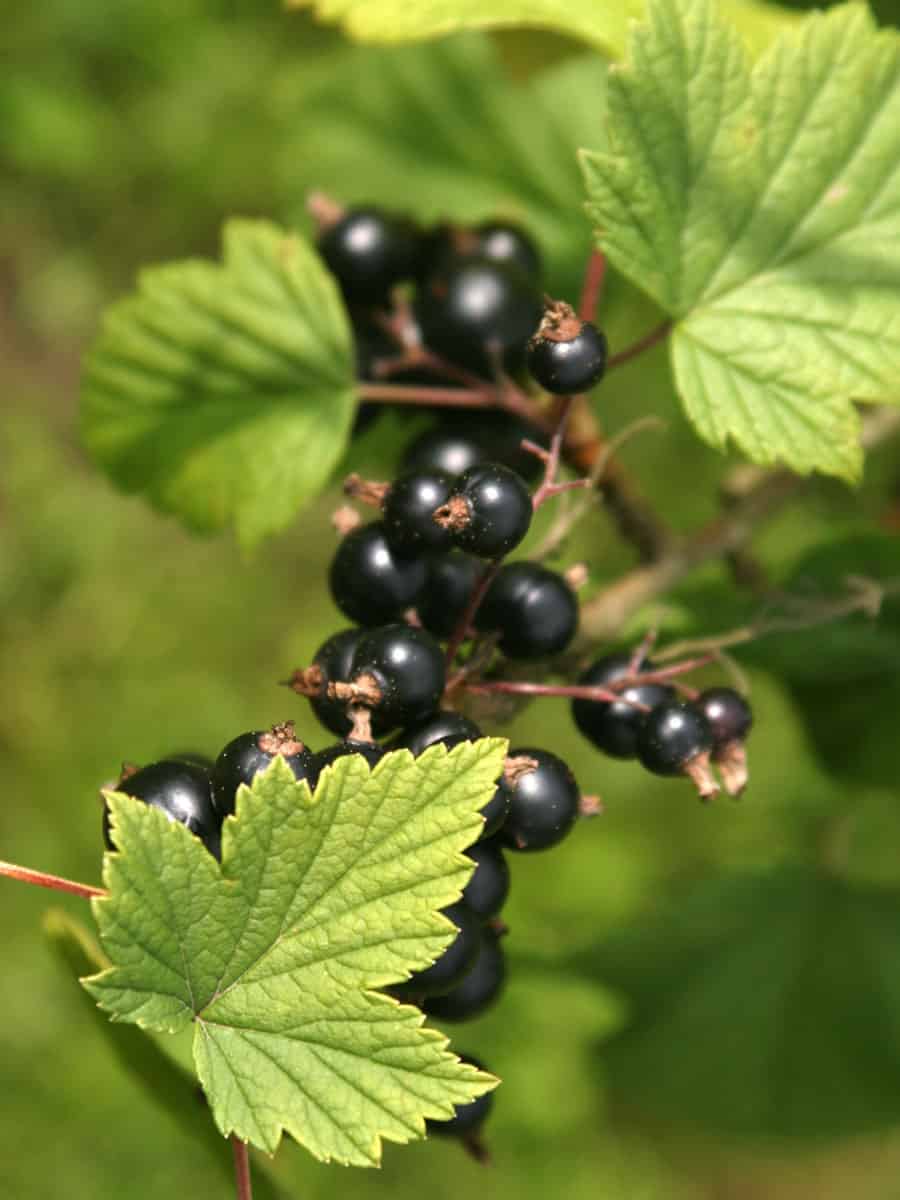 Black berries of a currant plant 