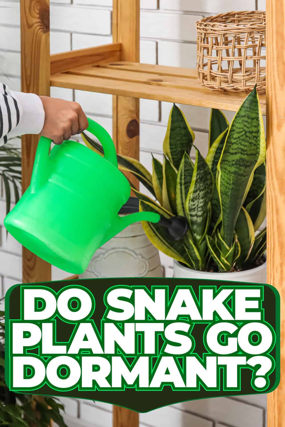 Do Snake Plants Go Dormant?