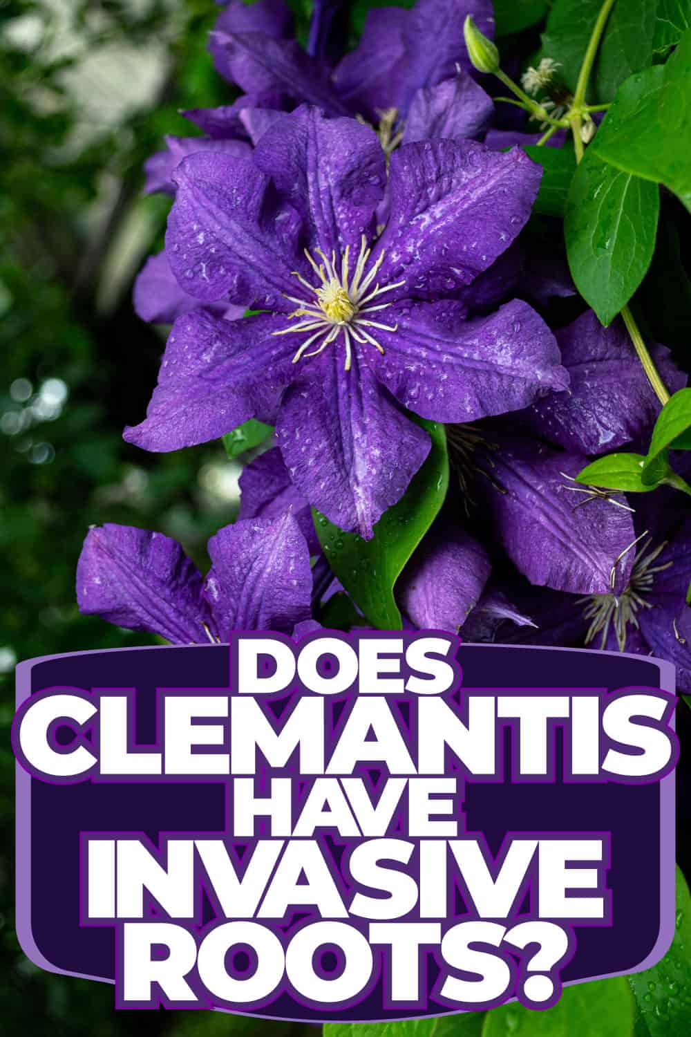 Does Clematis Have Invasive Roots?