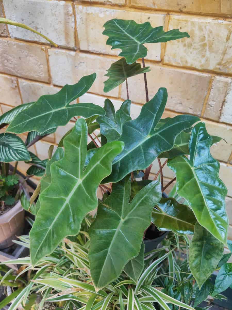 alocasia calidora or elephant ear plant, grows in the yard with large and wide green leaves