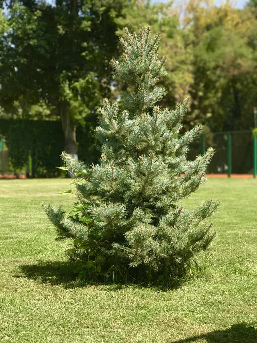 Up close photo of balsam fir in the garden