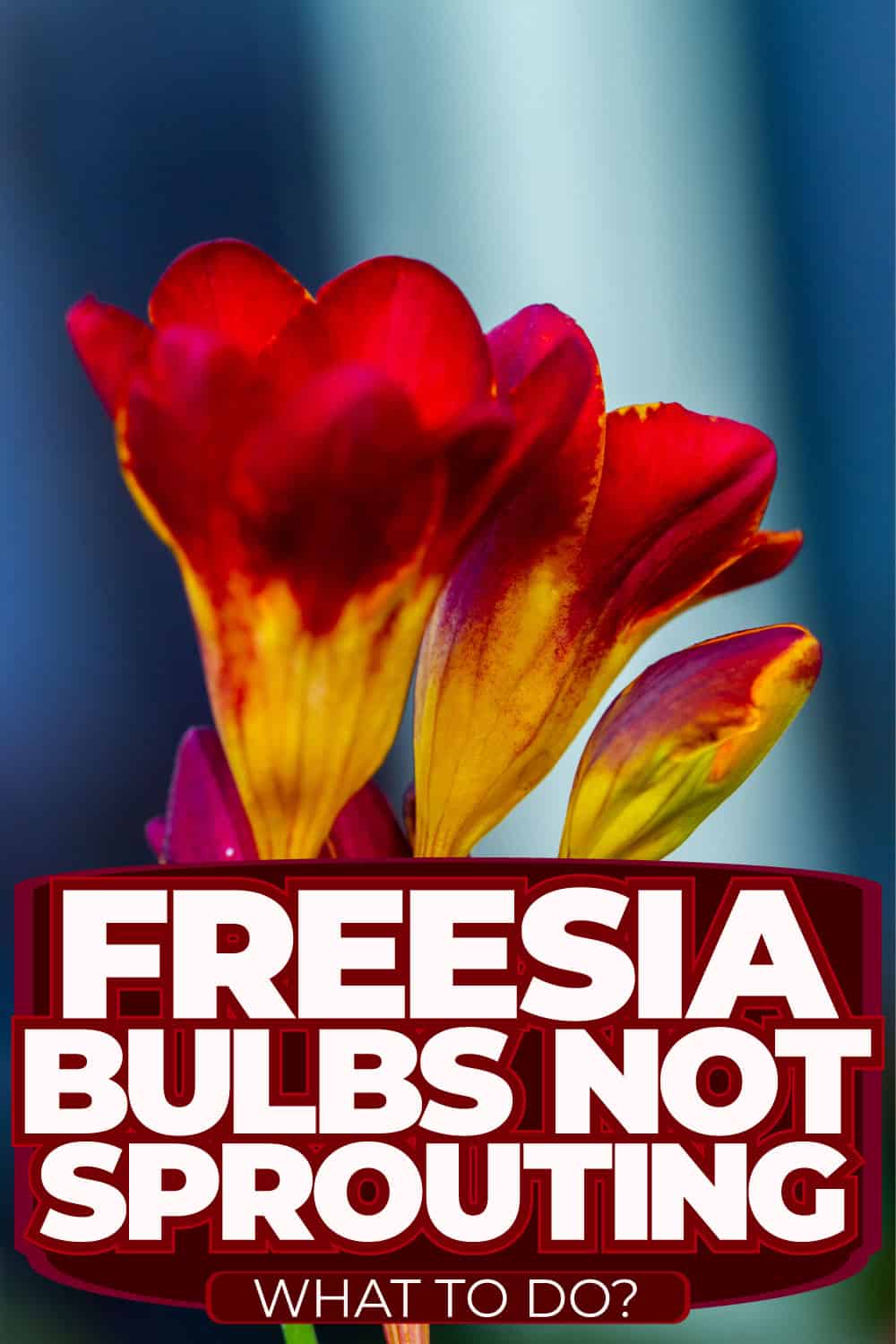 Freesia Bulbs Not Sprouting - What To Do