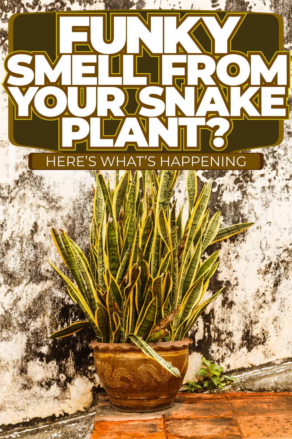 Funky Smell from Your Snake Plant? Here's What’s Happening