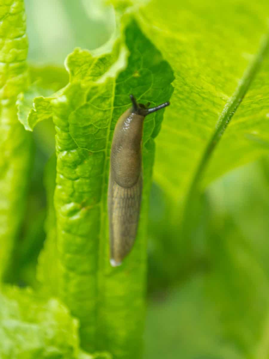 Up close photo of Garden slug