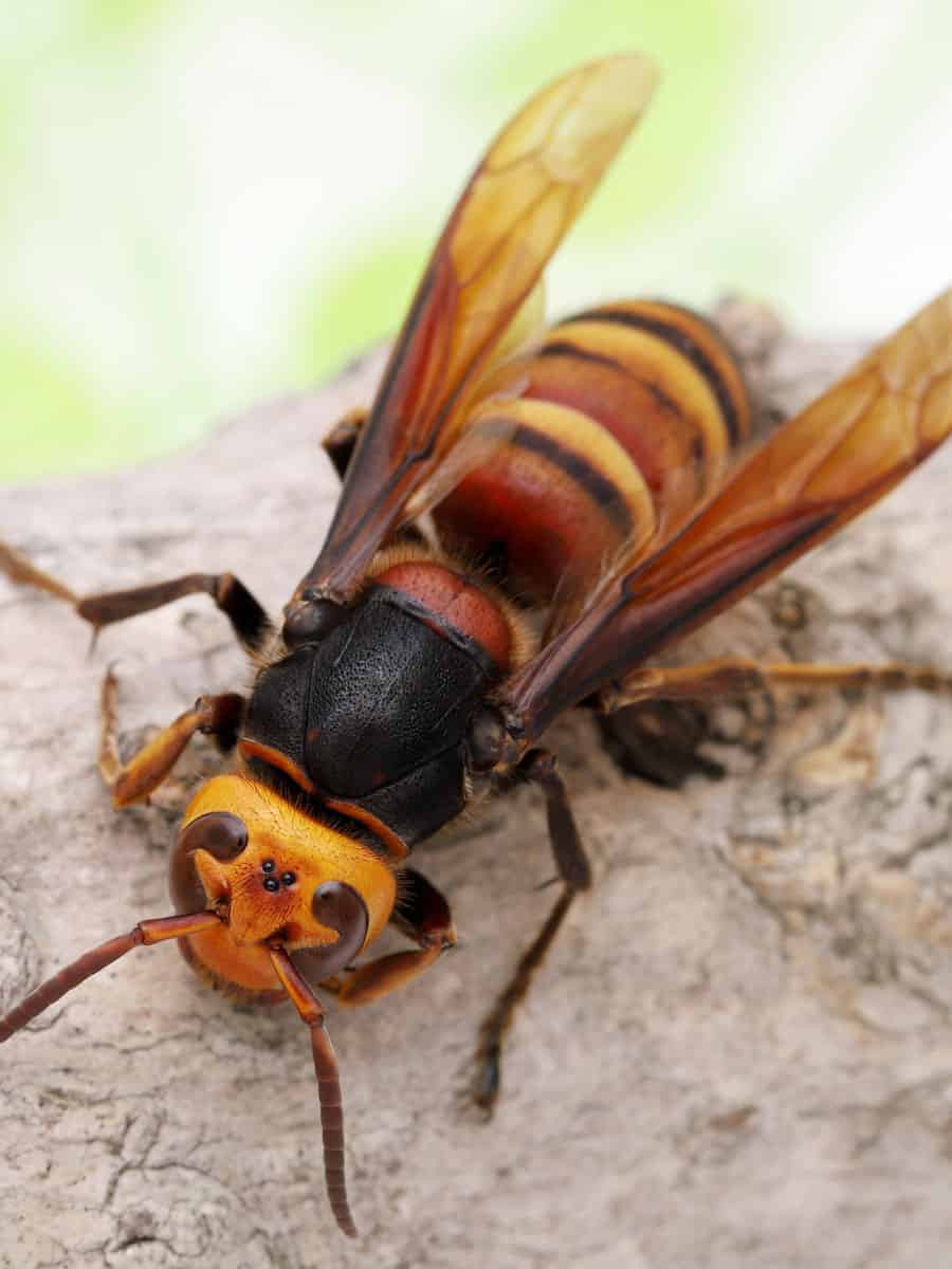 The Giant Asian Hornet on a tree