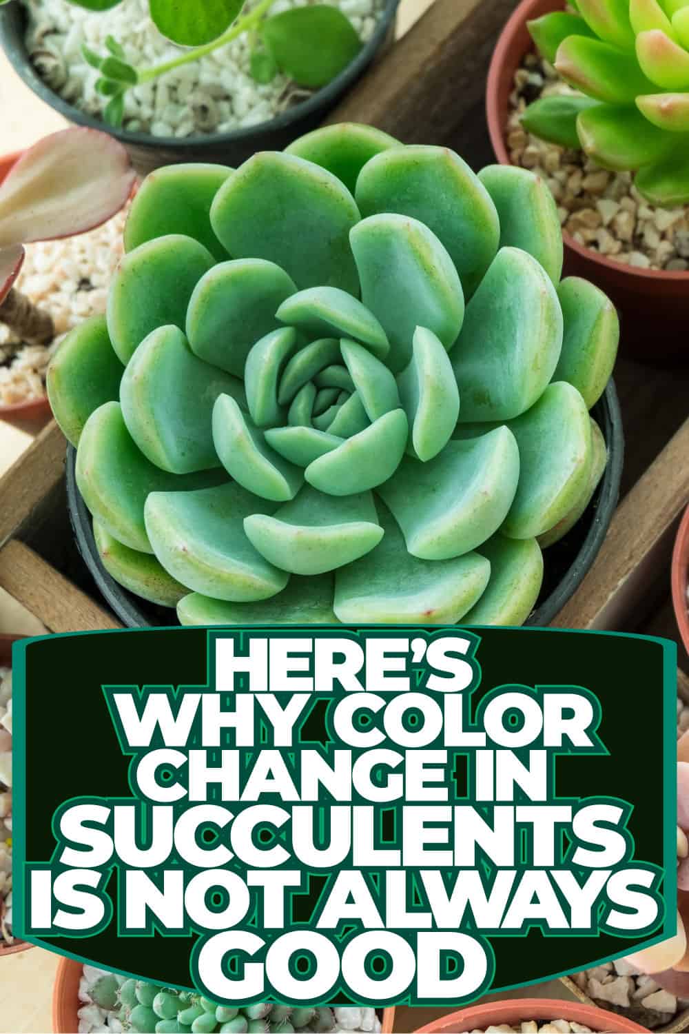 Here's Why Color Change In Succulents Is Not Always Good