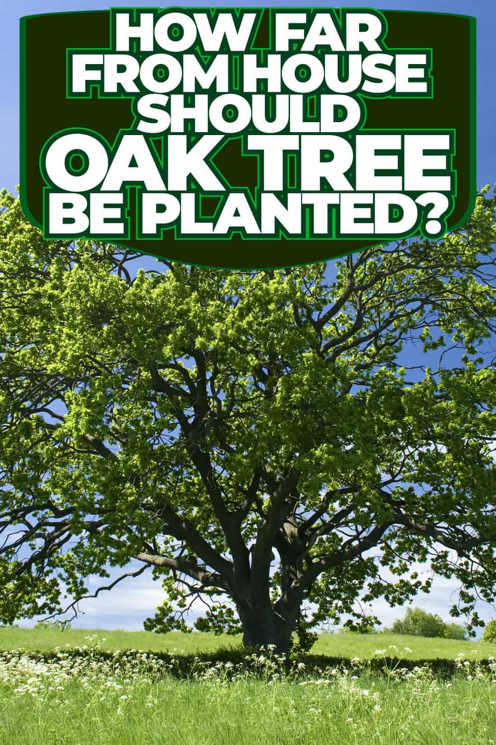 How Far From House Should Oak Tree Be Planted?