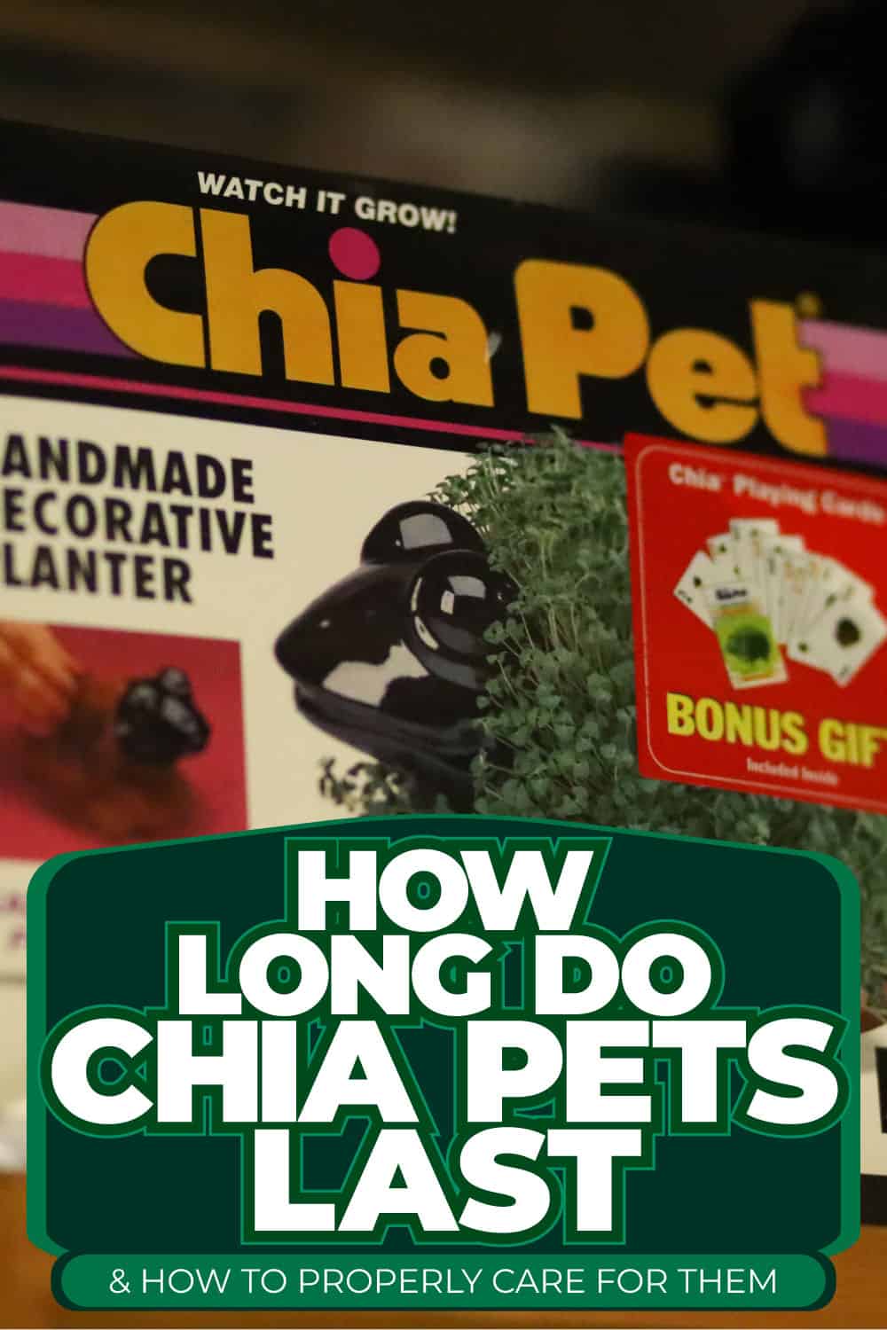 How Long Do Chia Pets Last [& How To Properly Care For Them]?