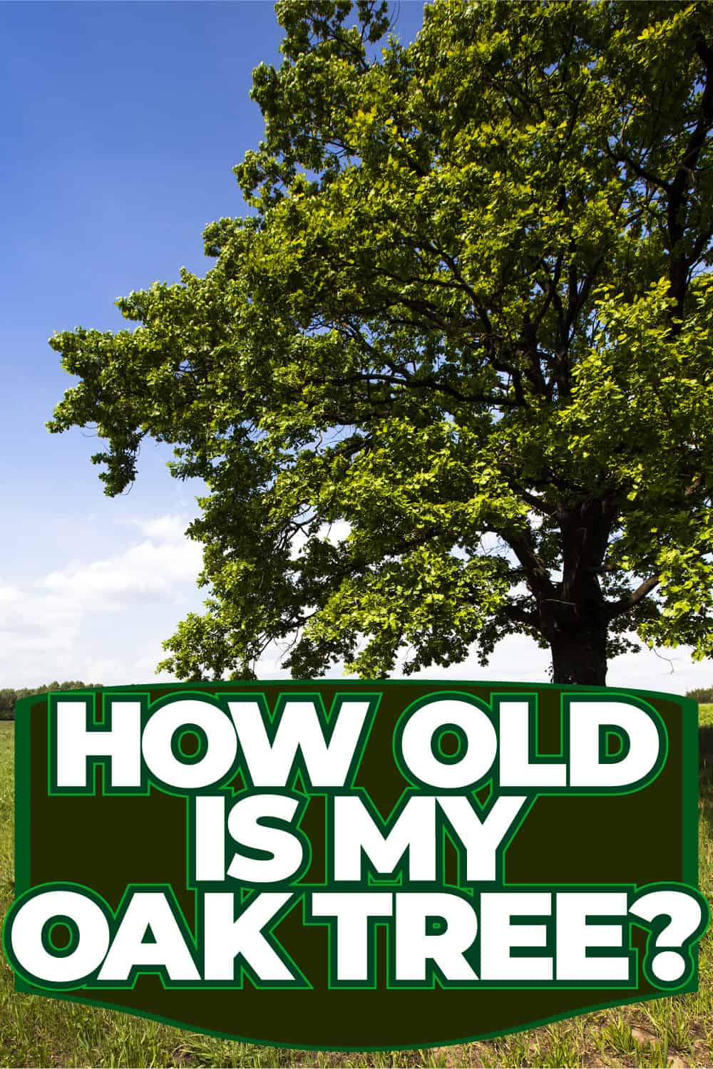 How Old Is My Oak Tree?