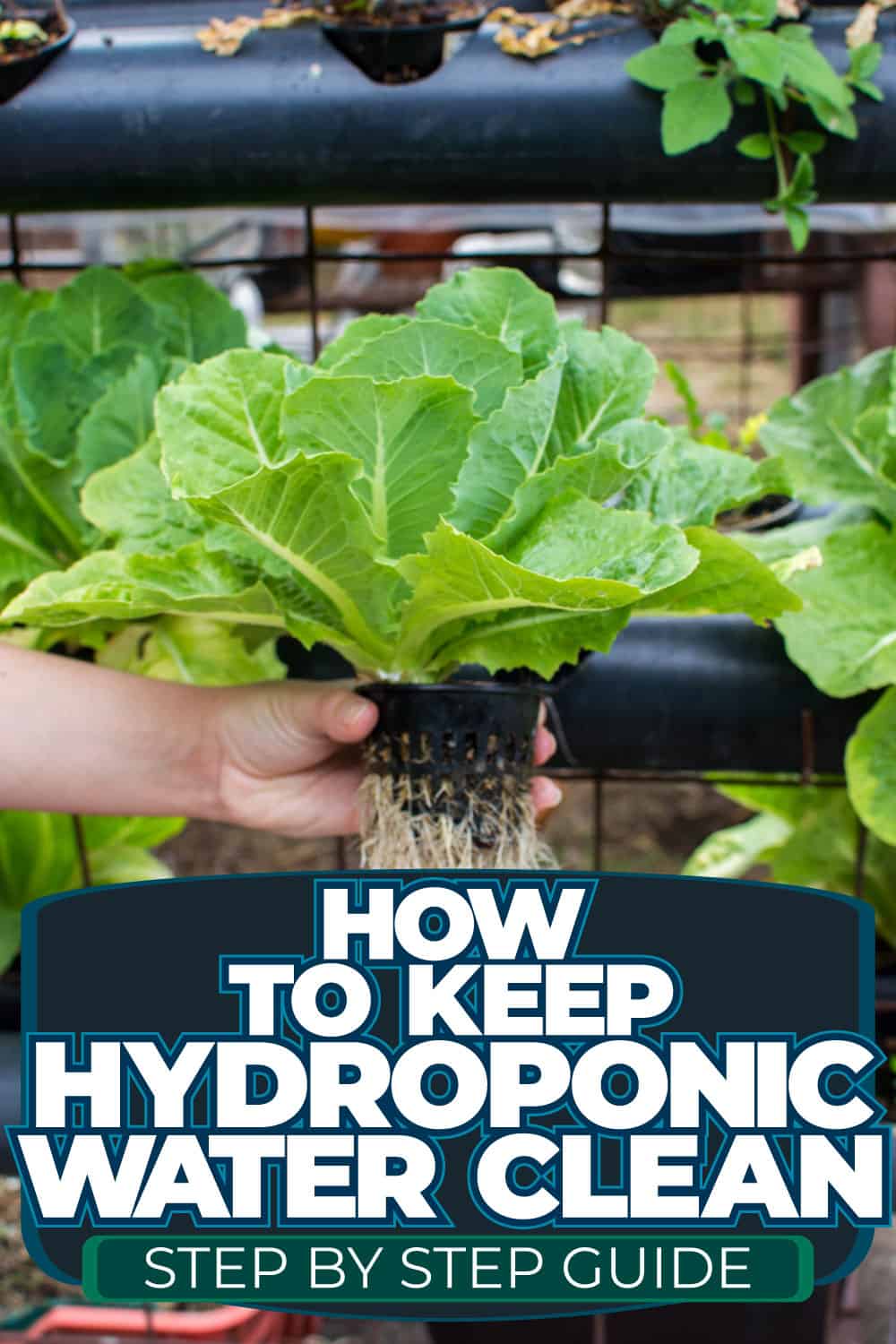 How To Keep Hydroponic Water Clean [Step By Step Guide]