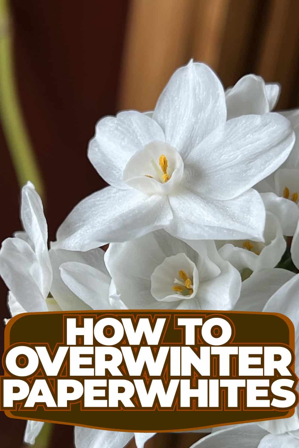 How To Overwinter Paperwhites