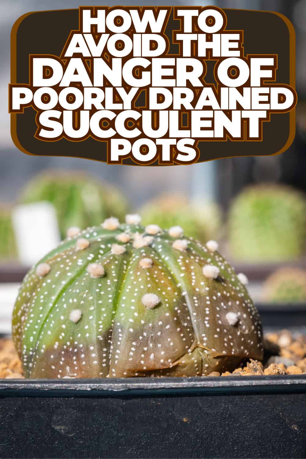 How to Avoid the Danger of Poorly Drained Succulent Pots