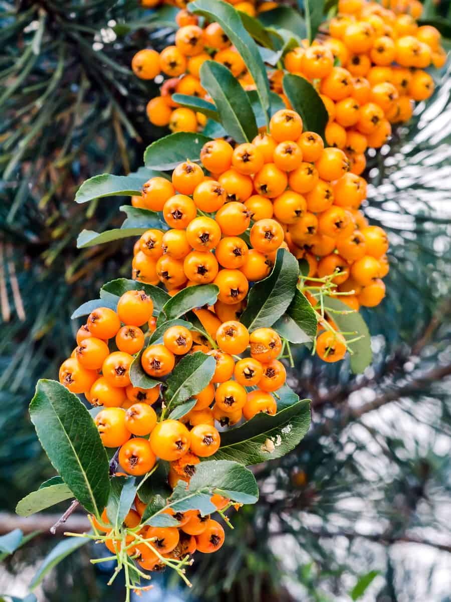 Bright orange colored berries of an Inkberry bush