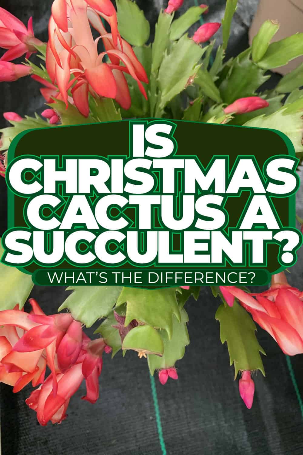 Is Christmas Cactus A Succulent? [What's The Difference?]