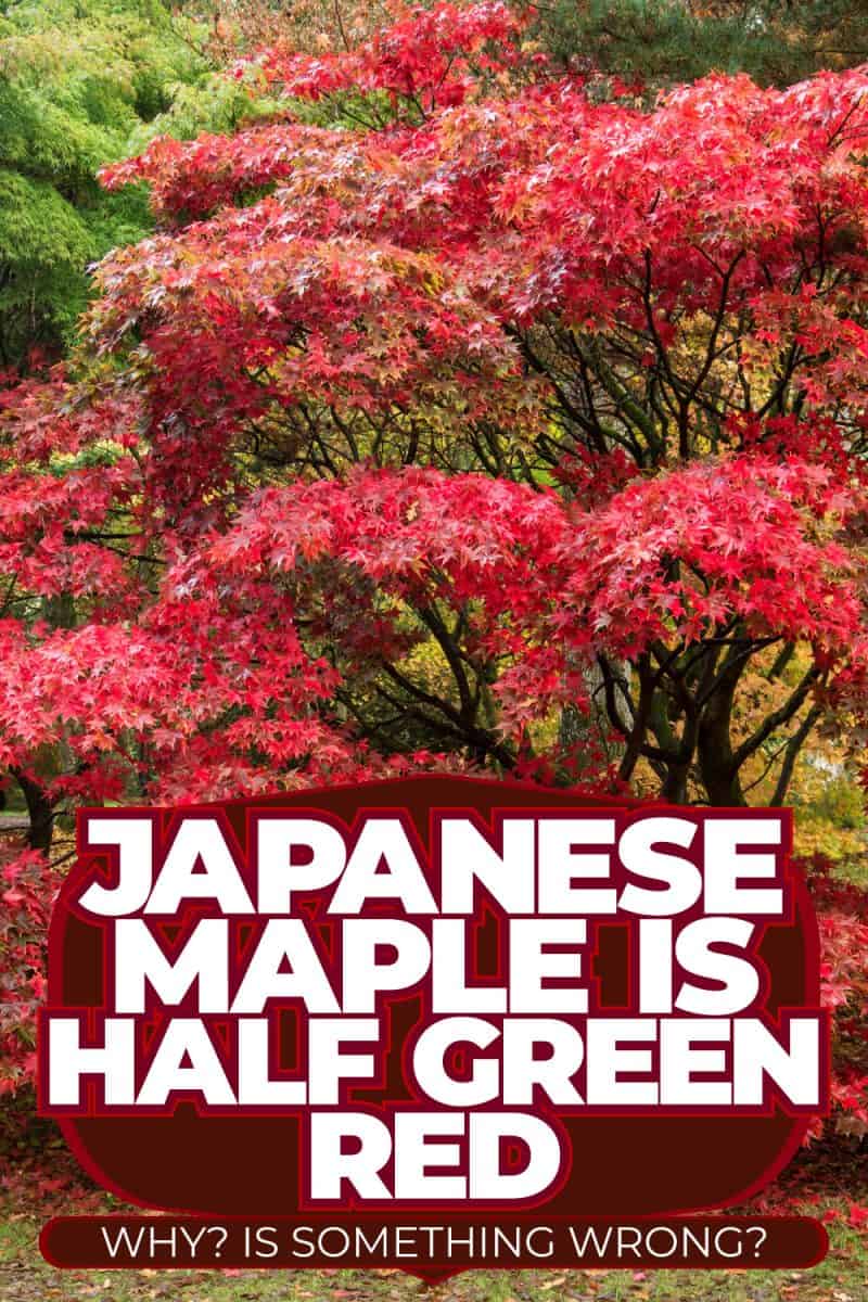 Japanese Maple Is Half Green Half Red – Why? Is Something Wrong?