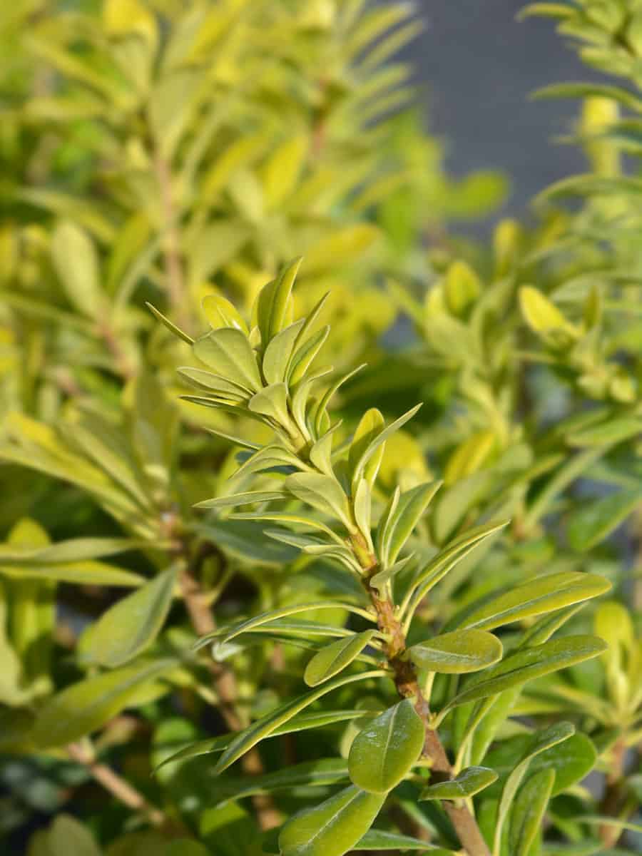 Bright green leaves of a Japanese Pittosporum