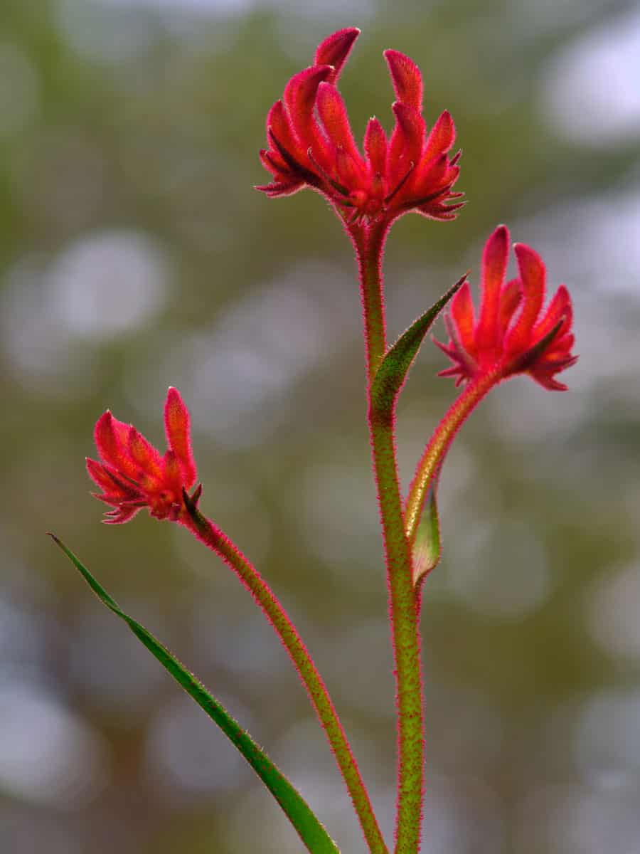 Open flowers of a red native kangaroo paw plant