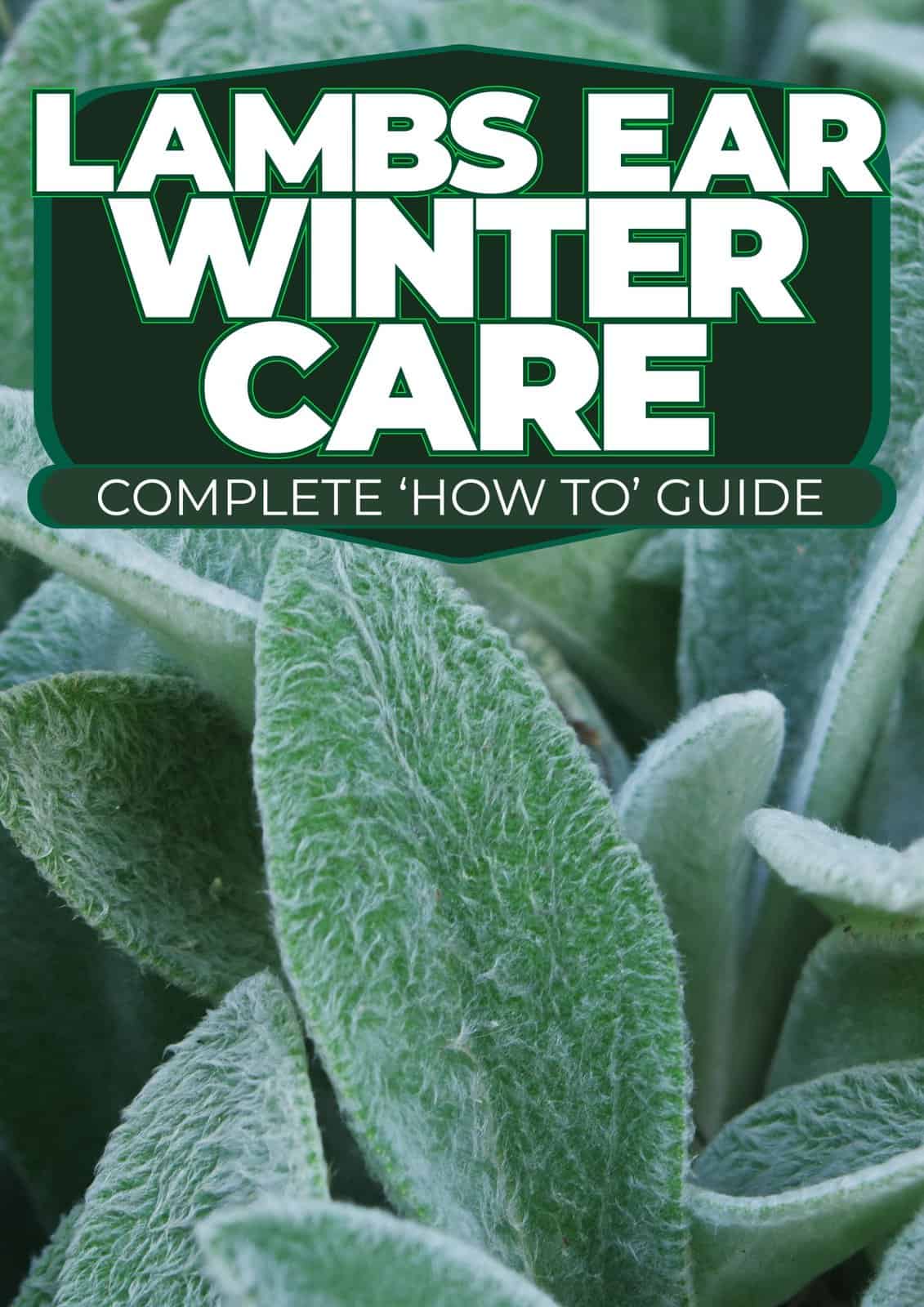 Lambs Ear Winter Care Complete 'How To' Guide