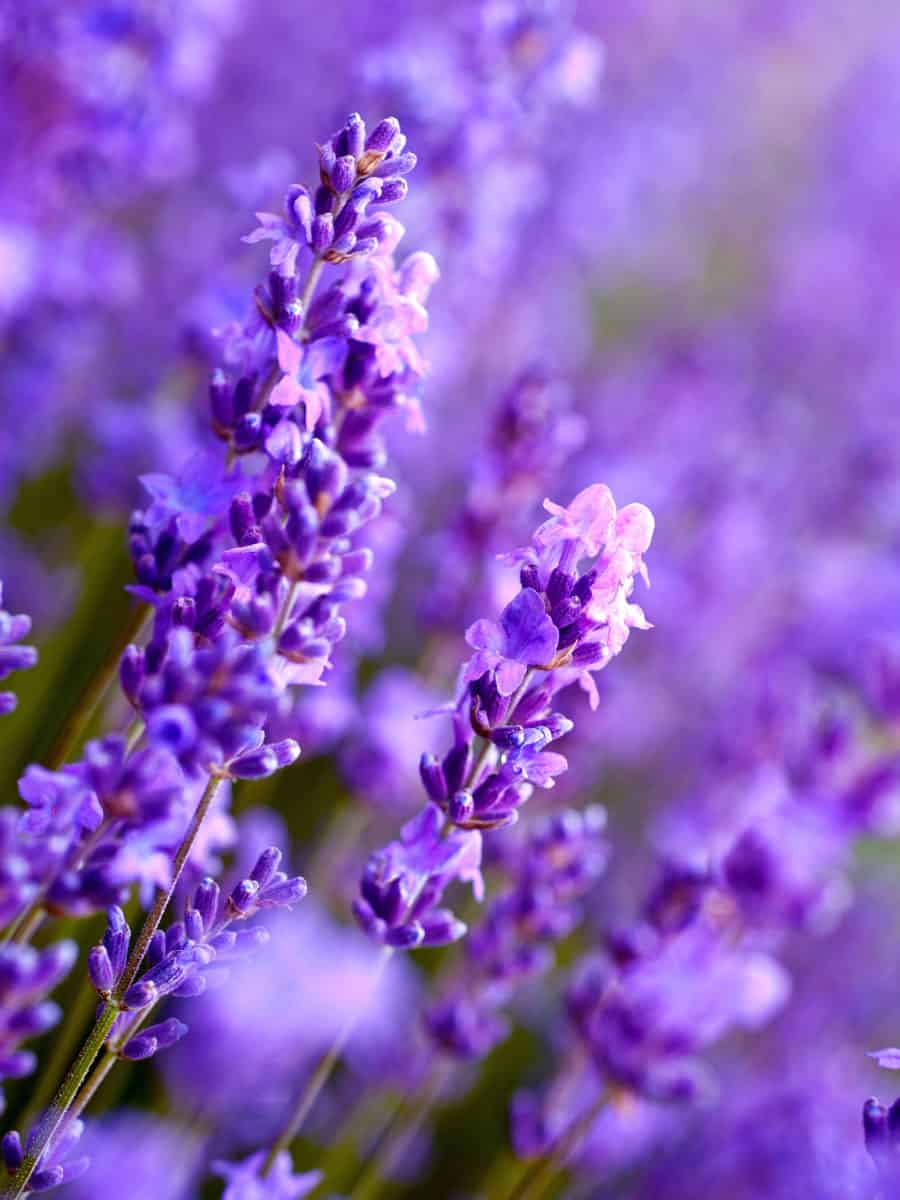Gorgeous beautiful up close photo of a lavender flower