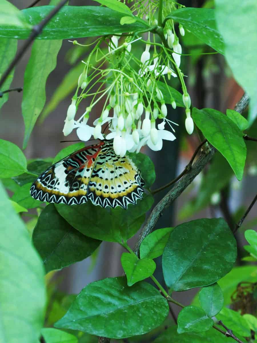 Small butterfly landing on a Leopard plant