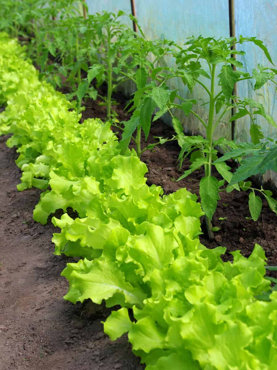 bright green leaves of a healthy plantation of lettuce