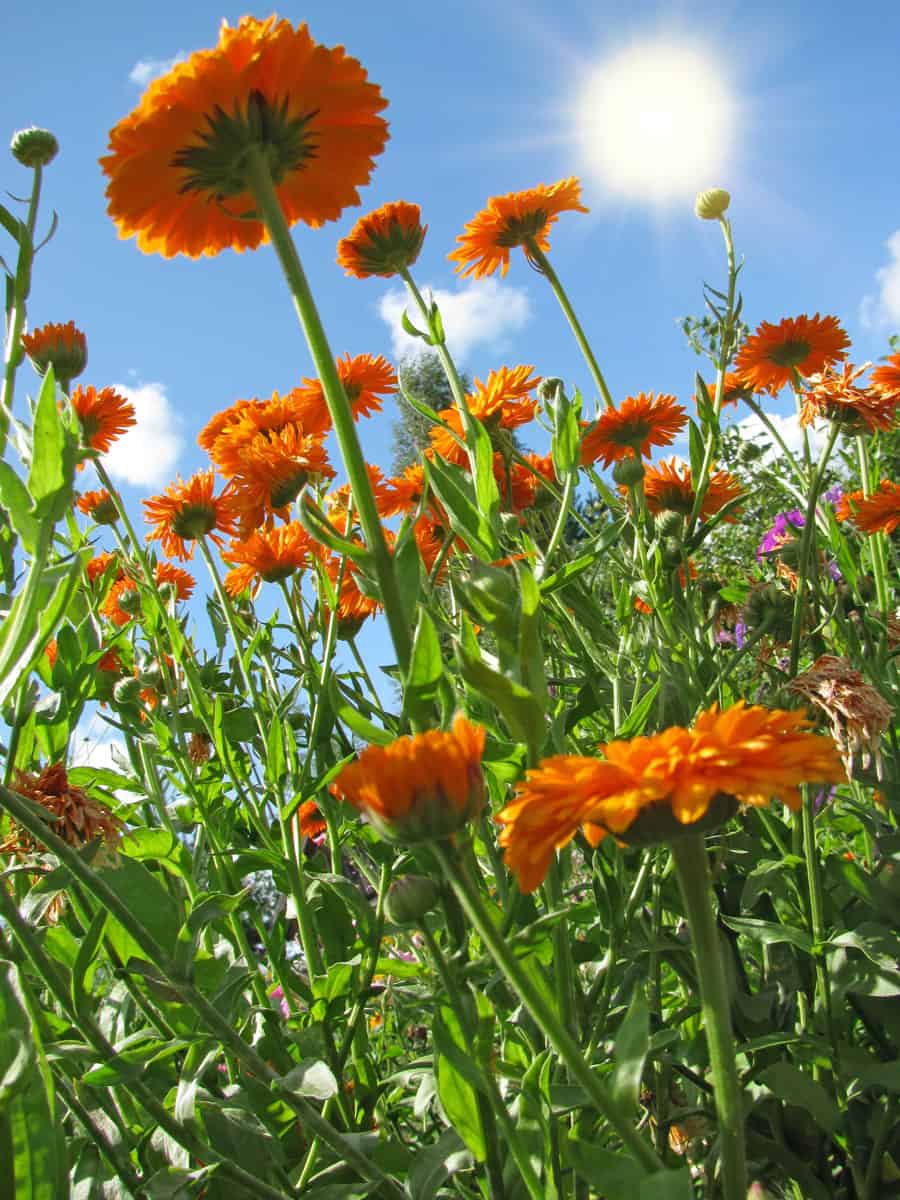 Blooming bright orange Marigolds underneath the sun