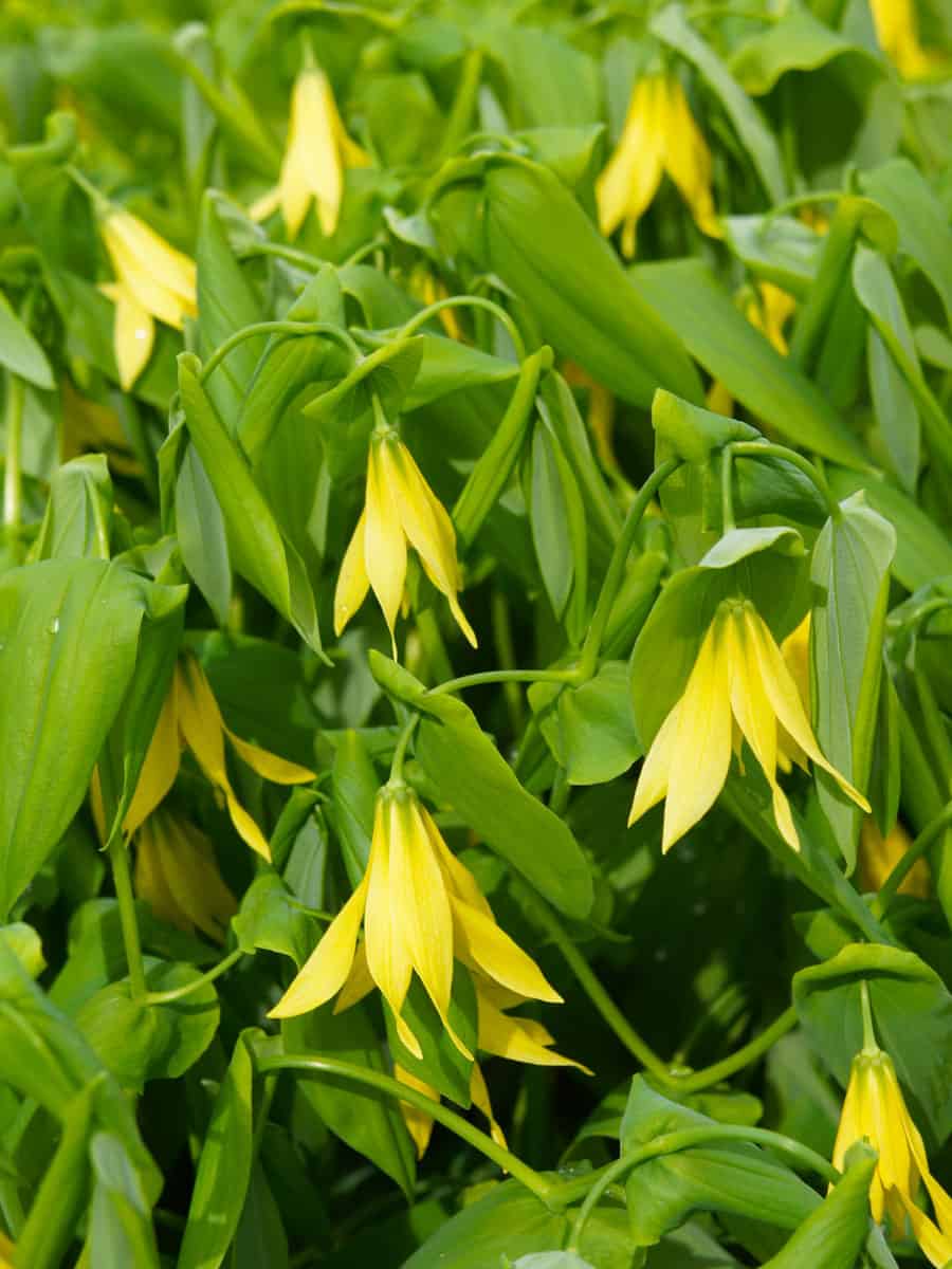 Yellow flowers of a Merrybells plant