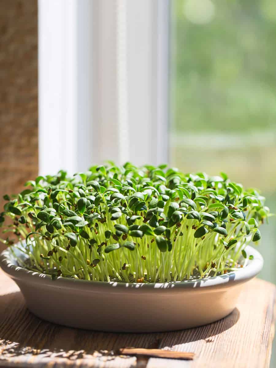 Microgreens growing placed near the window sill