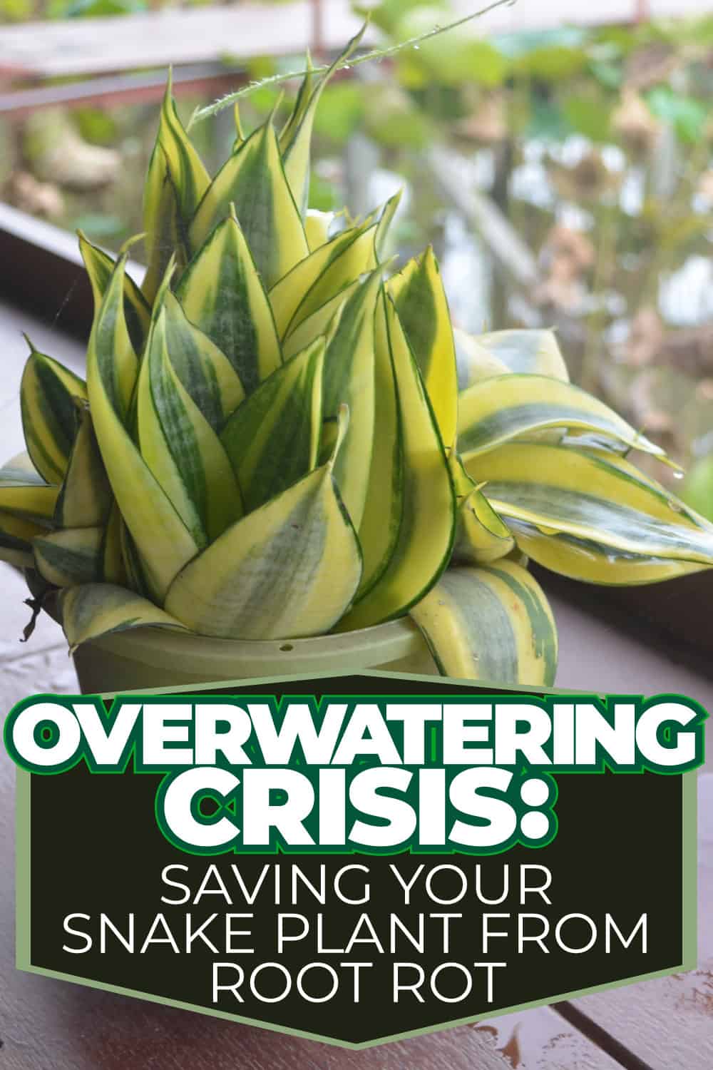 Overwatering Crisis: Saving Your Snake Plant from Root Rot