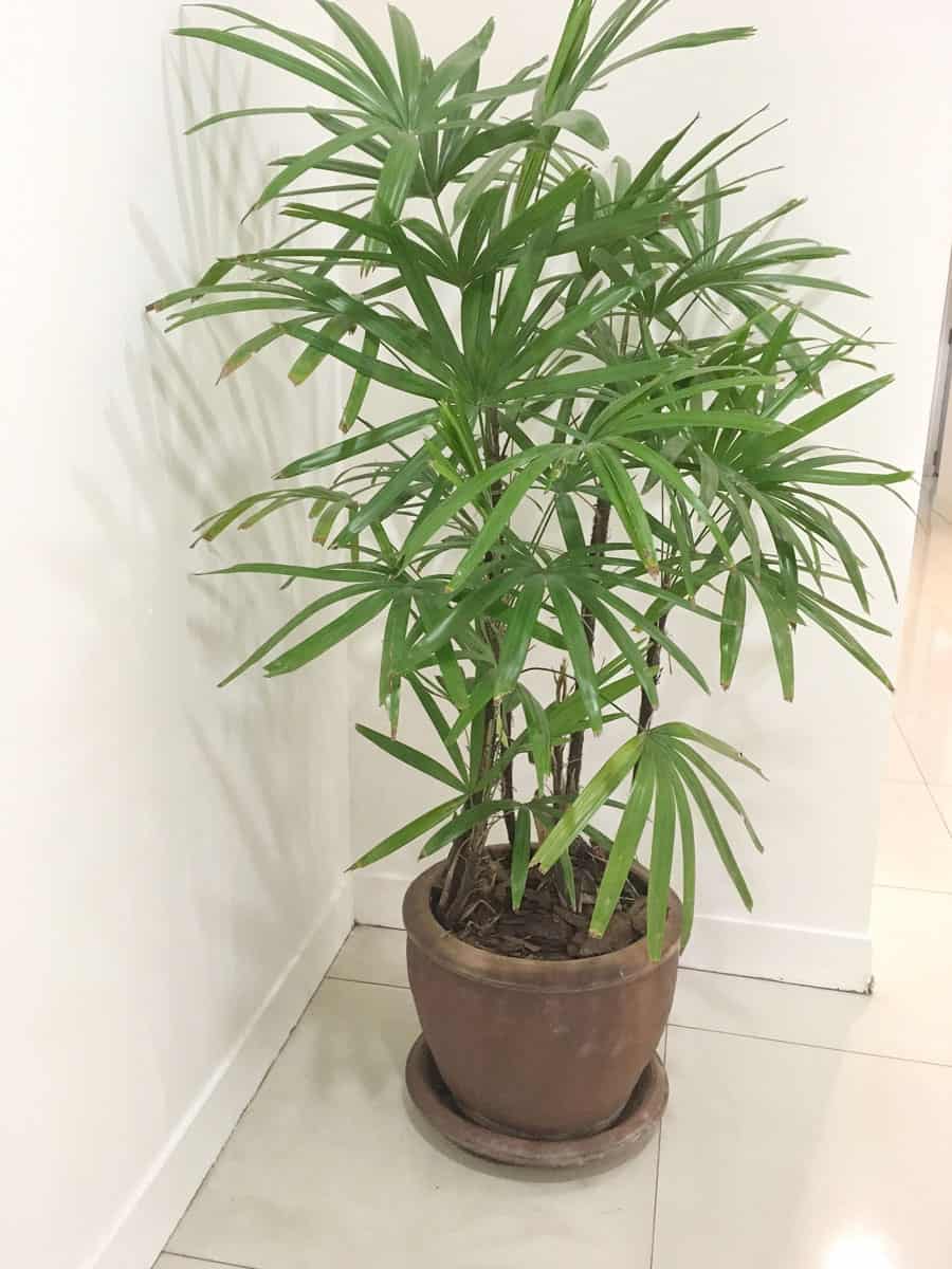 A gorgeous and healthy parlor palm placed in the living room