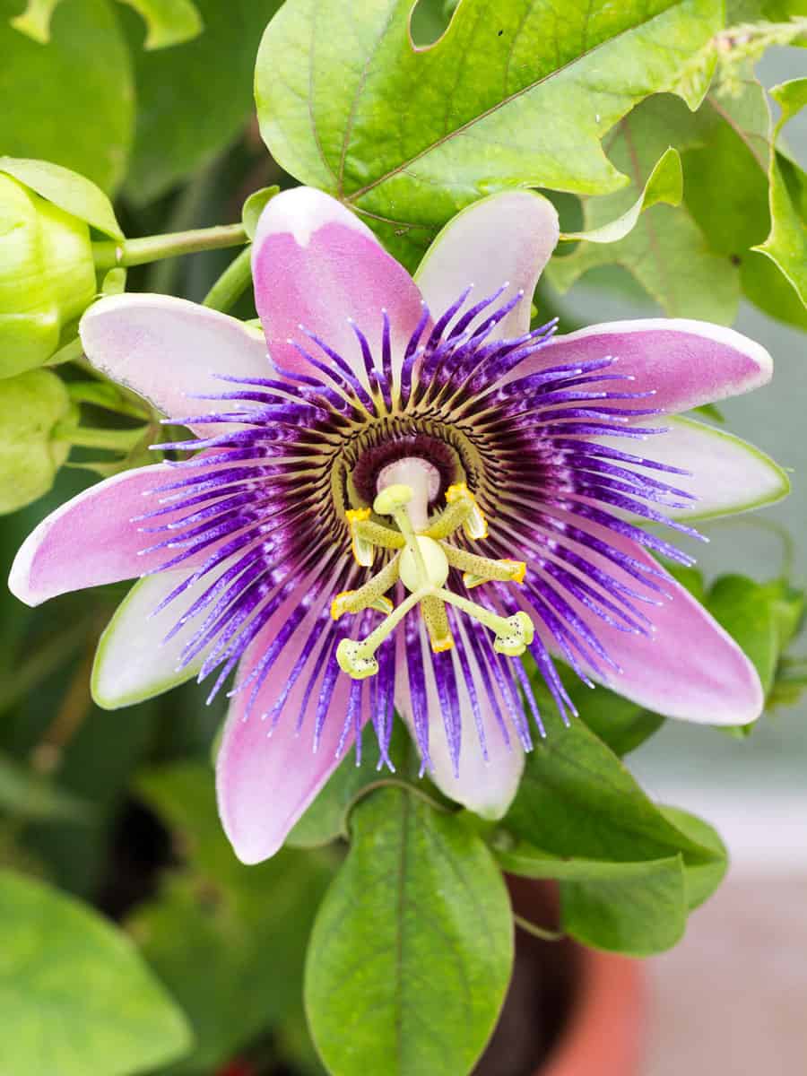 close up of a white purple flower of the passion flower Passiflora
