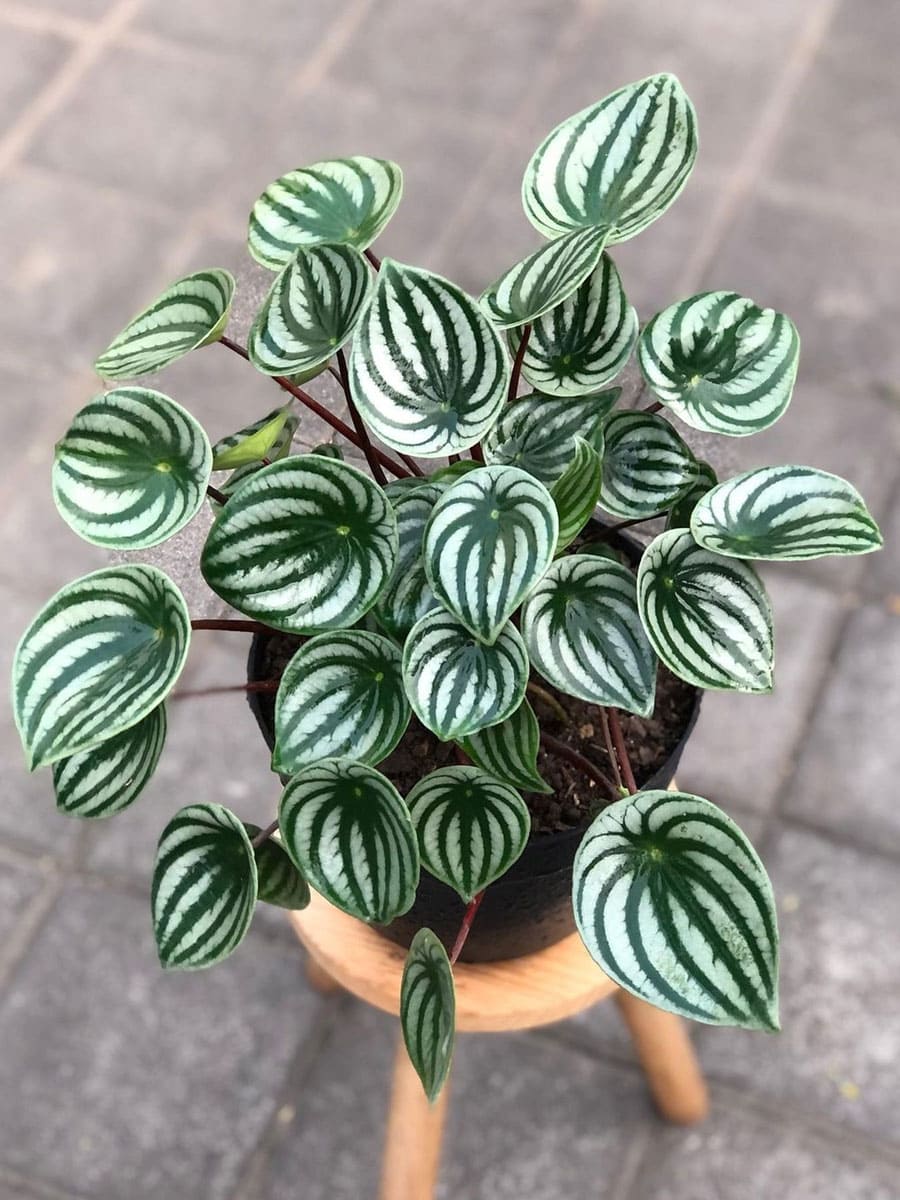 Variegated leaves of a peperomia plant