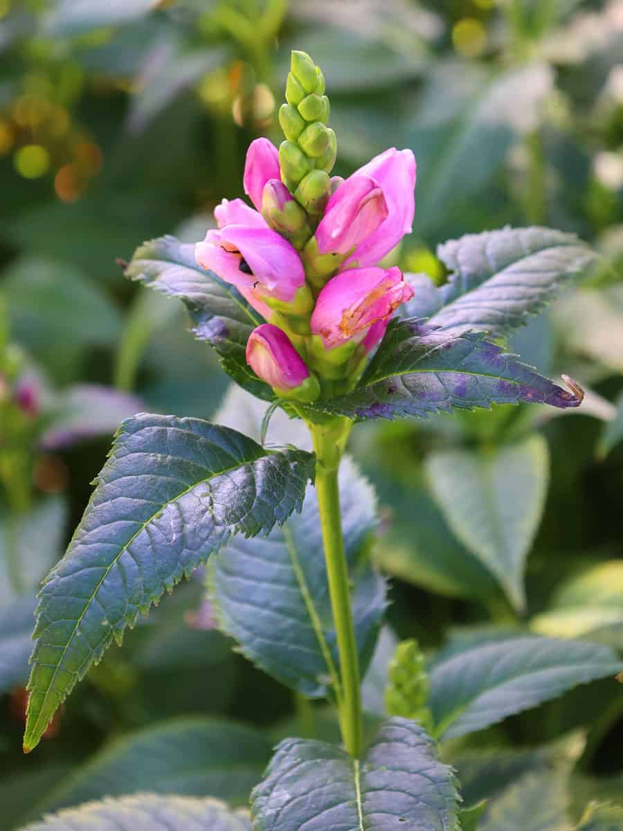 Bright beautiful pink flowers of a Pink Turtlehead plant