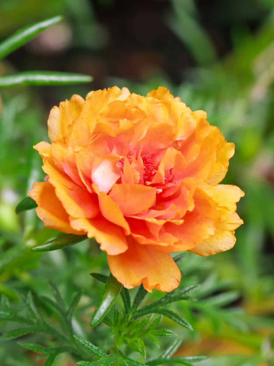 Bright orange petals of a Portulaca 