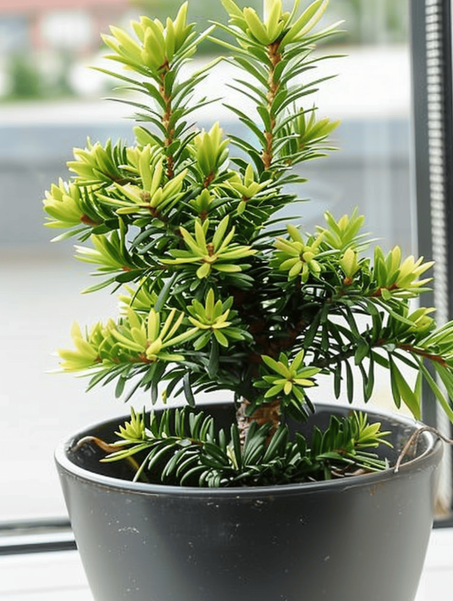 Potted Dwarf English Yew with bright new growth . Perfect for patios or as a focal point in a balcony garden ar 3:4