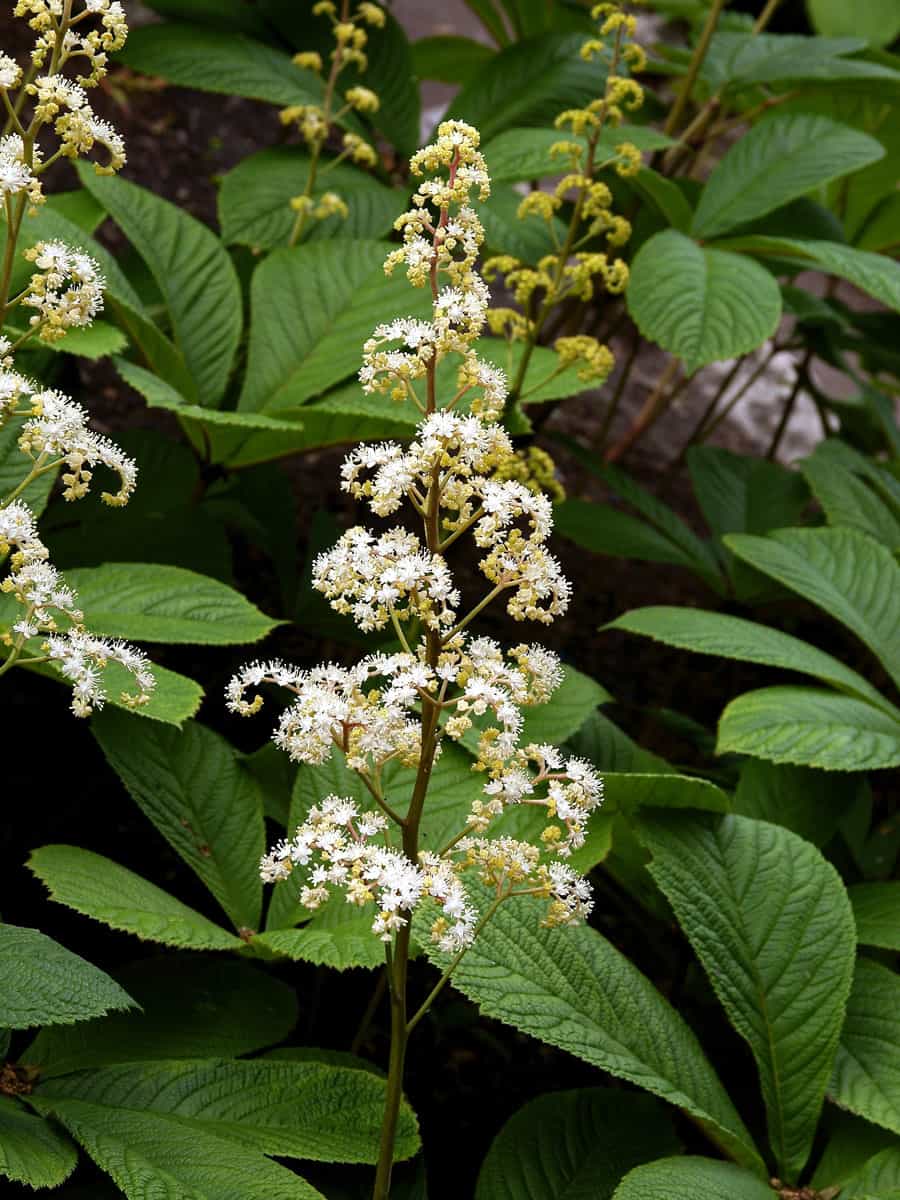 Flowering leaves of a Rodgersia plant