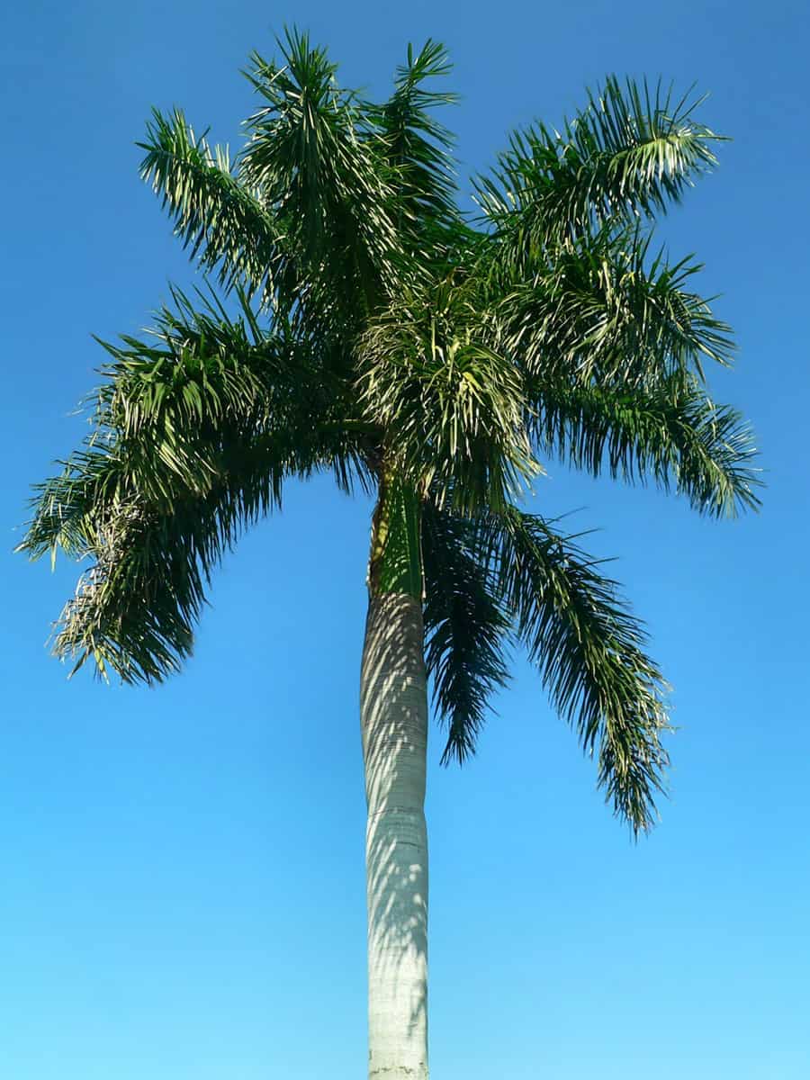 A huge royal palm tree 