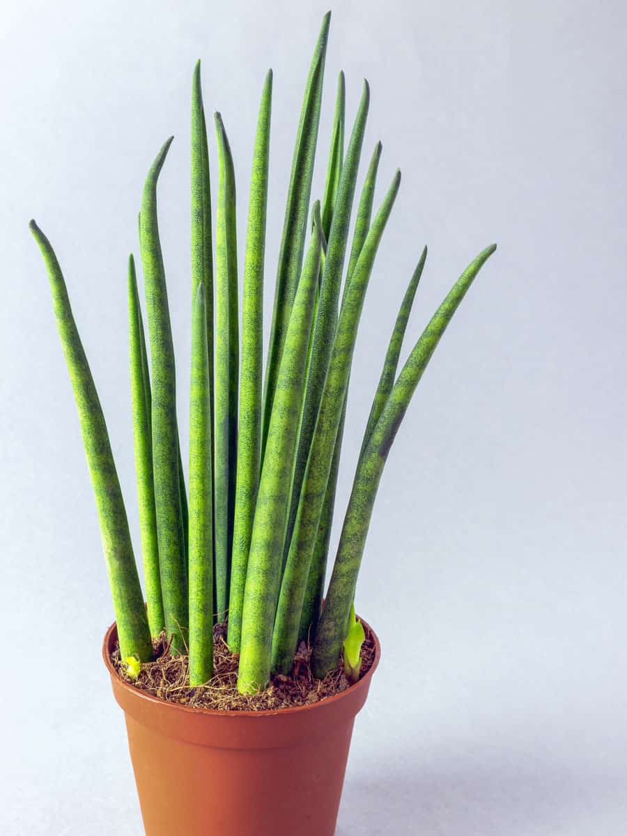 Gorgeous straight leaves of a Sansevieria Cylindrica