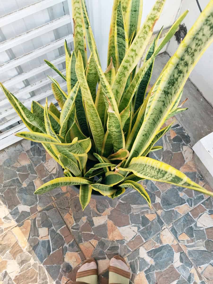 Bright green and gold leaves of a Sansevieria Trifasciata 'Laurentii'