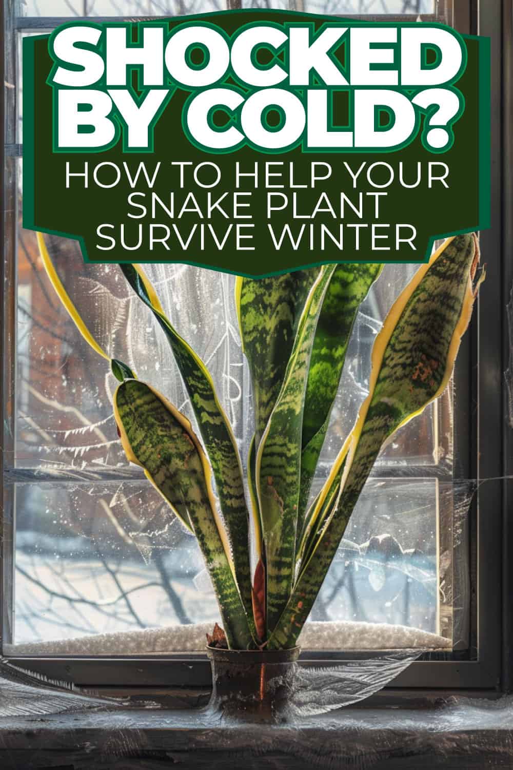 Shocked by Cold How to Help Your Snake Plant Survive Winter