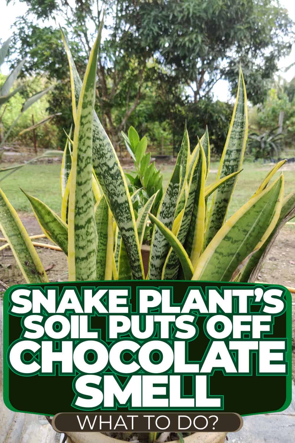 Snake Plant's Soil Puts Off Chocolate Smell. What To Do?