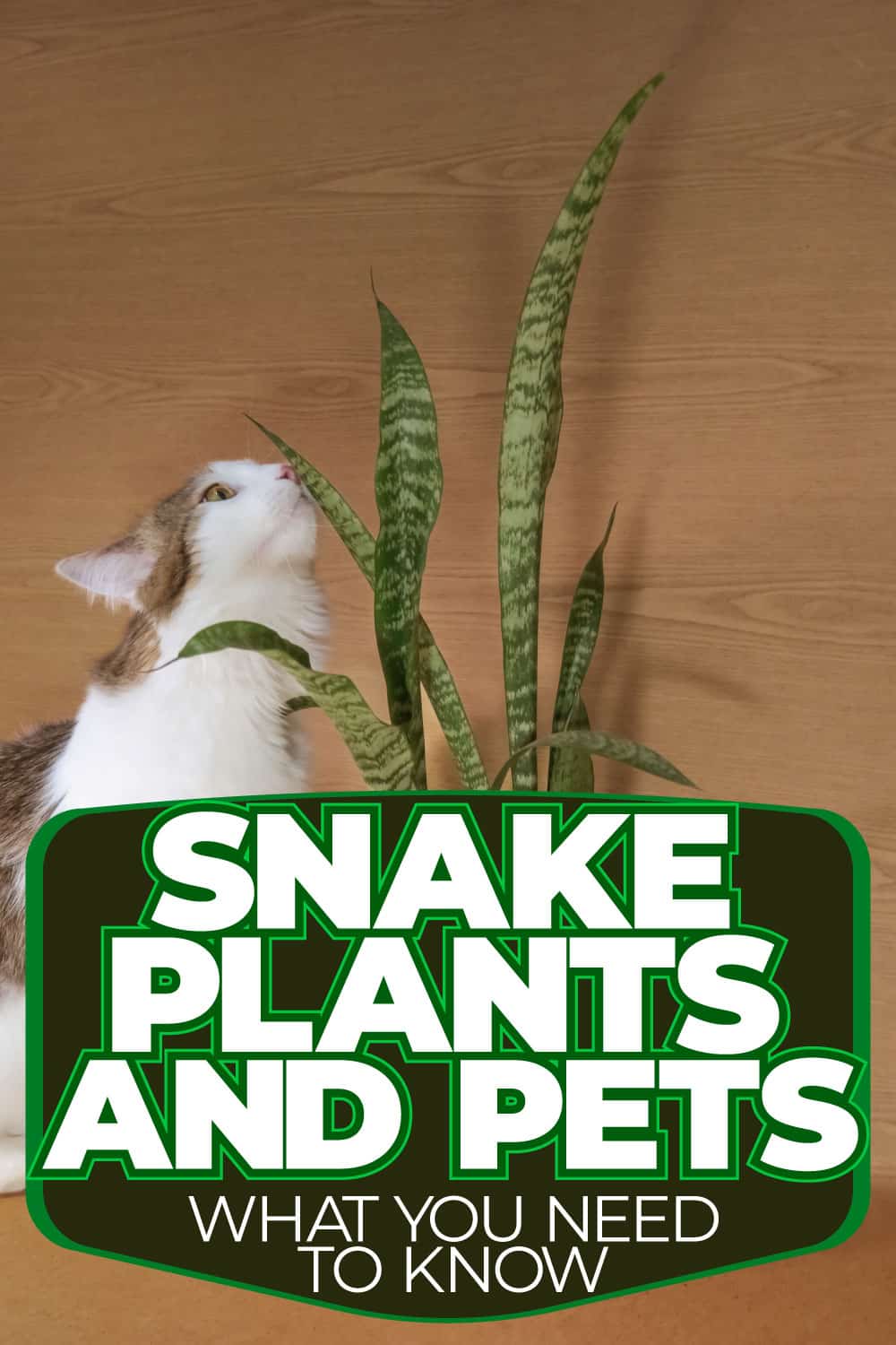 Snake Plant and Pets: What You Need to Know