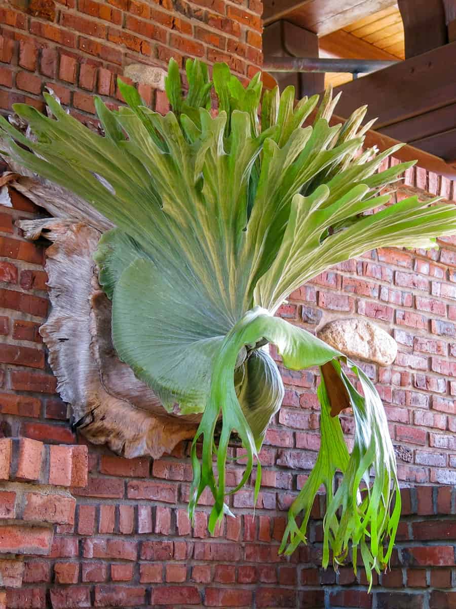 Blooming bright green leaves of a Staghorn Fern